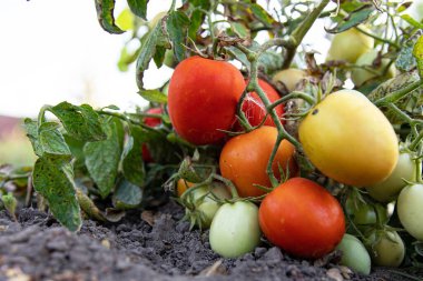 Bahçe çalılıklarında yetişen olgun kırmızı domatesler yaz mevsiminde verimli topraklarda.