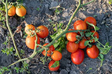 Bahçe çalılıklarında yetişen olgun kırmızı domatesler yaz mevsiminde verimli topraklarda.