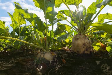 Hasat zamanı güneşli bir günde toprakta büyüyen şeker pancarı bitkileri.