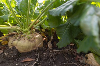Hasat zamanı güneşli bir günde toprakta büyüyen şeker pancarı bitkileri.