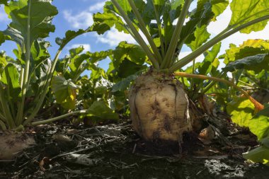 Hasat zamanı güneşli bir günde toprakta büyüyen şeker pancarı bitkileri.