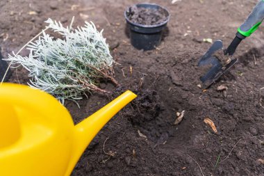 Bahçe toprağına kürekle ekilmeden önce lavanta tohumu sulamak
