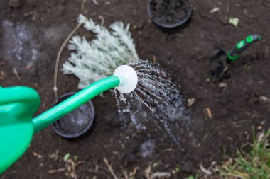 Bahçe toprağındaki lavanta bitkisinin üzerine taze su dökülüyor.