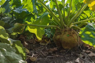 Güneş ışığı altında toprakta yetişen şeker pancarı hasat ve tarım kavramı