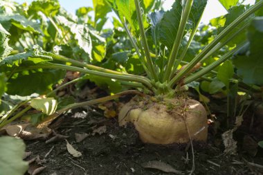 Tarımın ve sonbahar hasadının güneş ışığı altında tarlada büyüyen şeker pancarı.