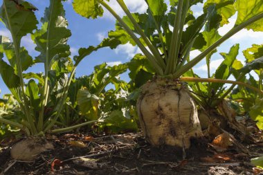 Tarımın ve sonbahar hasadının güneş ışığı altında tarlada büyüyen şeker pancarı.