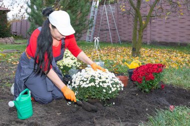 Kırmızı gömlekli kadın sonbahar bahçesinde beyaz ve kırmızı kasımpatı dikiyor.