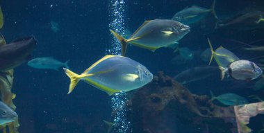 Tropikal akvaryum balıkları kabarcıklar ve bitkilerle derin mavi sularda yüzerler.