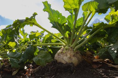 Sonbahar mevsimi boyunca güneş ışığı altında tarım alanında büyüyen şeker pancarı