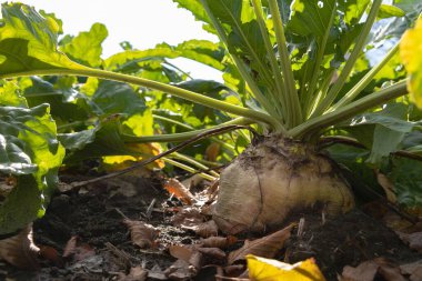 Sonbahar mevsimi boyunca güneş ışığı altında tarım alanında büyüyen şeker pancarı