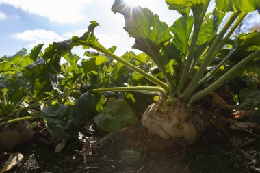 Sonbahar mevsimi boyunca güneş ışığı altında tarım alanında büyüyen şeker pancarı