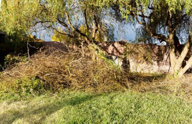 Kuru dallar bahçe temizliği sırasında kesilmiş ve yeşil çimlerden toplanmış.
