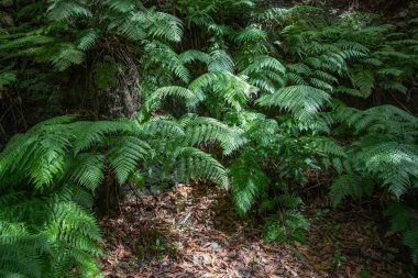 Yeşil eğreltiotu yaprakları doğal orman gölgesinde yetişiyor. Yumuşak ışık ve toprak arka planda.