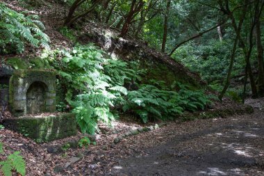 Yeşil ormandaki eski yosunlu taş yapı eğreltiotu ve doğal gün ışığı manzarası.