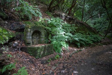 Yeşil ormandaki eski yosunlu taş yapı eğreltiotu ve doğal gün ışığı manzarası.