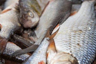 Parlak gümüş pullu taze çiğ balık yığını yemek ve piyasa kullanımı için hazırlandı.