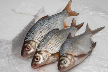 Parlak gümüş pullu üç taze çiğ balık temiz beyaz yüzeyde yatıyor.