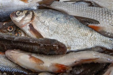 Parlak gümüş pullu taze çiğ balık yığını yemek ve piyasa kullanımı için hazırlandı.