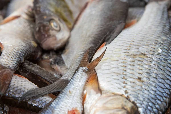 Parlak gümüş pullu taze çiğ balık yığını yemek ve piyasa kullanımı için hazırlandı.