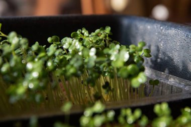 Tepsilerde filizlenen taze mikro yeşiller ve doğal ışık erken bitki gelişimini gösteriyor.