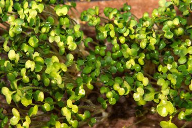 Tepsilerde filizlenen taze mikro yeşiller ve doğal ışık erken bitki gelişimini gösteriyor.