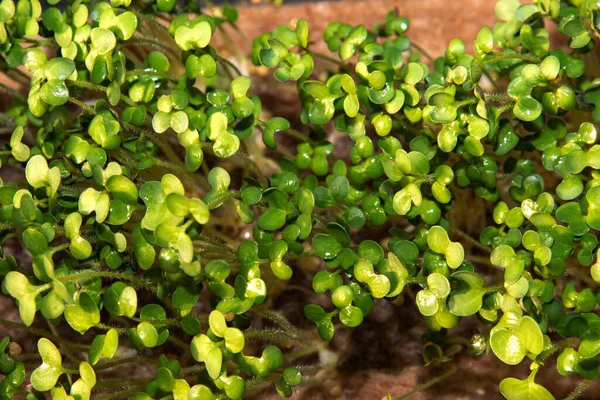 Tepsilerde filizlenen taze mikro yeşiller ve doğal ışık erken bitki gelişimini gösteriyor.