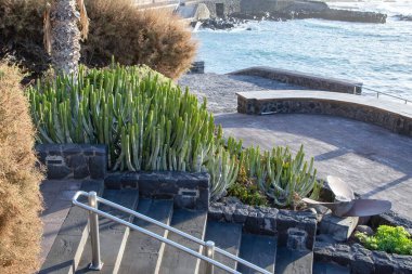 Sıcak güneş ışığında volkanik kayaların üzerinde büyüyen büyük kaktüs bitkisi.