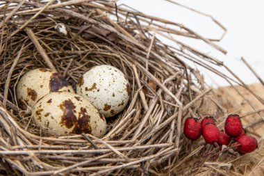 Üç benekli yumurtalı kuş yuvası vahşi yaşam teması için doğal dokuma dallarının içinde dinleniyor.