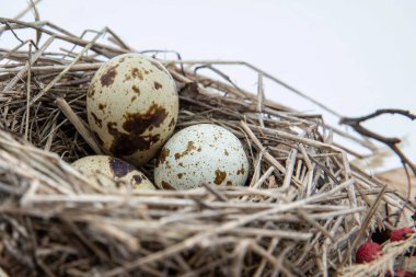 Üç benekli yumurtalı kuş yuvası vahşi yaşam teması için doğal dokuma dallarının içinde dinleniyor.