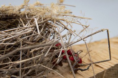 Kuş yuvası, ahşap zemin üzerinde kırmızı böğürtlenli doğal kuru dallardan yapılmıştır.