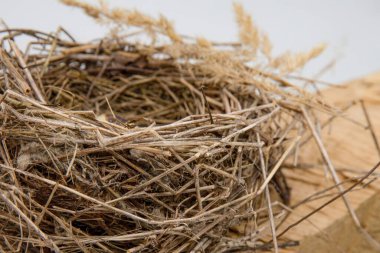 Kuş yuvası, doğa teması için ahşap yüzeye yerleştirilmiş kırmızı böğürtlenli doğal dallardan yapılmıştır.