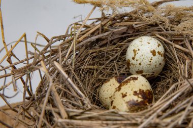 Üç benekli yumurtalı kuş yuvası vahşi yaşam teması için doğal dokuma dallarının içinde dinleniyor.