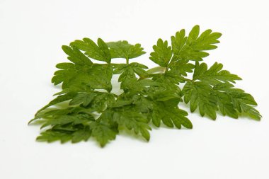 Doğal botanik tasarımı için temiz beyaz arka planda taze yeşil yapraklar.