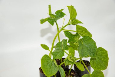 Bahçe işleri ve fide satışı için taze yeşil yapraklı salatalık fideleri.