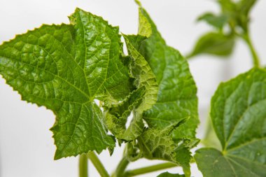 Bahçe işleri ve tohum satışı için sağlıklı yeşil yapraklarla yetişen salatalık tohumları.