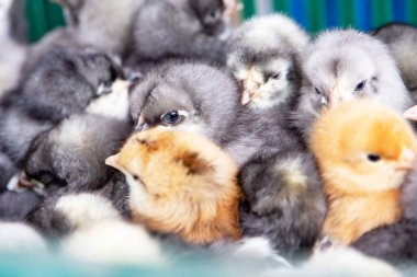 Renkli yeni doğmuş civcivlerden oluşan bir grup parlak çiftlik arka planında toplandı