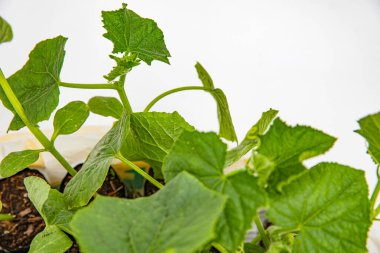 Evde bahçe işleri ve fide satışı için saksılarda sağlıklı salatalık tohumları.
