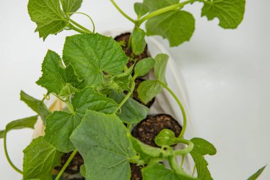 Evde bahçe işleri ve fide satışı için saksılarda sağlıklı salatalık tohumları.