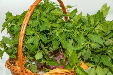 Taze domates fideleri, bahçecilik ve ekme sezonu satışları için hazırlanmış bir hasır sepete konmuş.