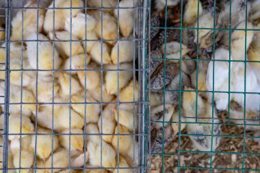 Kümes hayvanları pazarında bölünmüş metal kafeslerde tutulan genç kızlar.