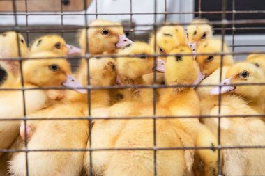 Küçük bir çiftlik kafesinde dinlenen sevimli sarı ördek yavruları.