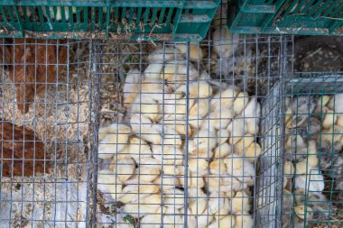 Kırsal kümes hayvanları pazarına metal kafeslerdeki çiftlik tavukları ve ördekler sunuluyor.