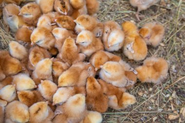 Tüylü yeni doğmuş yavrular kümes hayvanlarının ilk üreme döneminde çiftlikte samanlıkta bir araya geldiler.