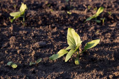 Genç yeşil patates bitkileri sıcak akşam güneşi altında verimli topraklarda yetişiyor.