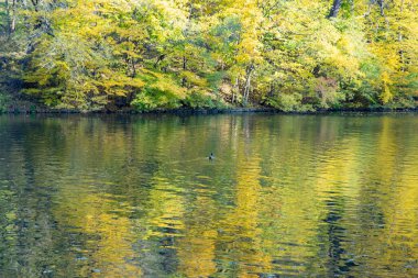 Sonbahar ormanı sakin göl suyuna yansıyarak renkli doğal mevsimsel manzaralar yaratır.