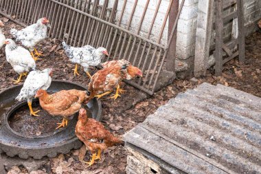 Çiftlik tavukları, geleneksel kırsal alanda, kırsal alanda, besleyicinin yanında yürüyor.