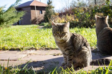 Çizgili evcil kedi güneşli yeşil çimlerde oturuyor ve düşünceli bir şekilde uzaklara bakıyor.