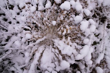 Kar, kış bitkilerini kabarık beyaz dokularla kaplayarak doğal mevsimsel soyut bir zemin oluşturdu