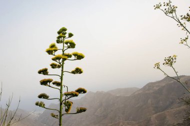 Dağ manzarasında çiçek açan, açık havada sisli gökyüzü...