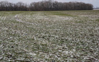 Genç, yeşil filizleri kısmen karla kaplı, bulutlu, soğuk gökyüzünün altında tarım tarlaları.